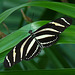 Zebra Longwing / Heliconius charithonius