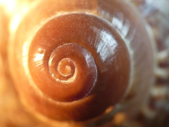 Seashell spiral