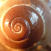 Seashell spiral