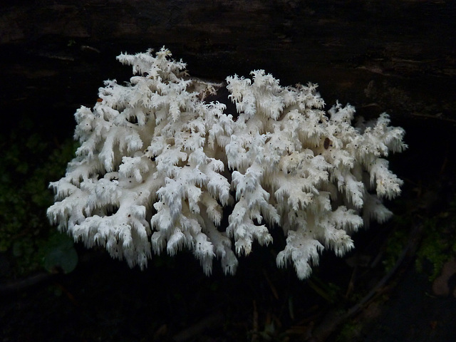 Comb Tooth / Hericium coralloides