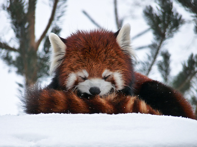 Dozing in the snow