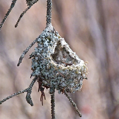 Lichens and spider webs