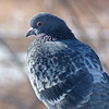 Rock Dove, alias Pigeon