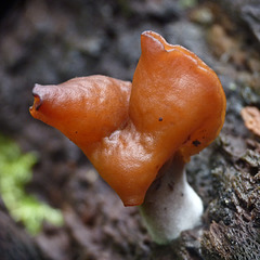 Saddle fungus