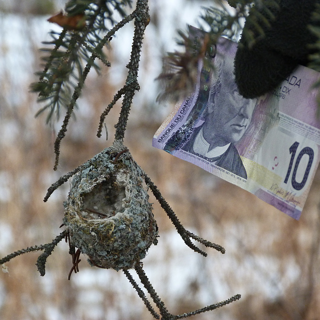 an old hummingbird nest