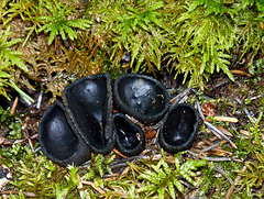 Black Cup Fungus / Plectania melastoma