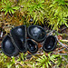 Black Cup Fungus / Plectania melastoma