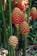Beehive Ginger