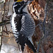Three-toed Woodpecker - from the archives
