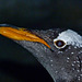 Gentoo Penguin - Near Threatened