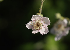 Bramble (Rubus fruticosus)