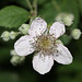 Bramble (Rubus fruticosus)