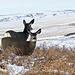 Mule Deer surveying their territory