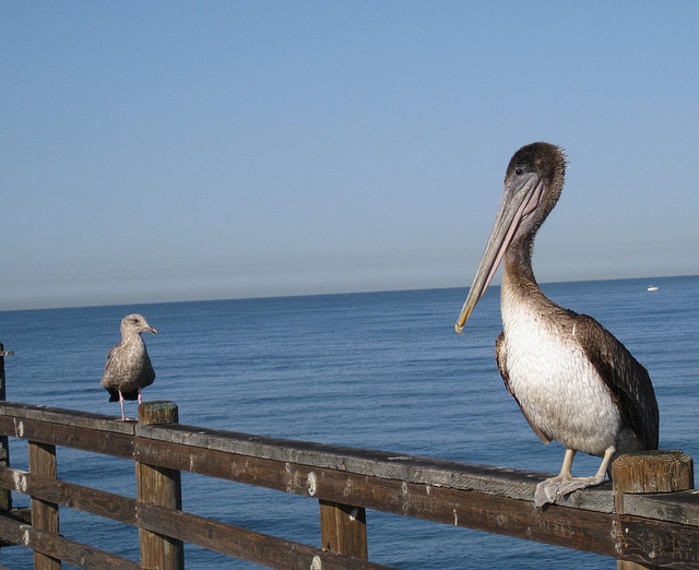 Oceanside Pier Pelicans 0813a