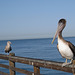 Oceanside Pier Pelicans 0813a