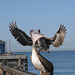 Oceanside Pier Pelicans 0814a