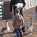 Oceanside Pier Pelicans 0818a