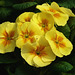 Yellow Primula