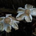 Floral fungi
