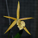 Yellow Bird Orchid