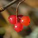 Highbush Cranberry / Viburnum trilobum