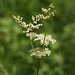 Meadowsweet (Filipendula ulmaria)