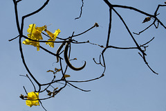 The last yellow flowers.