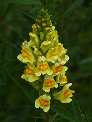 Butter-and-eggs / Linaria vulgaris