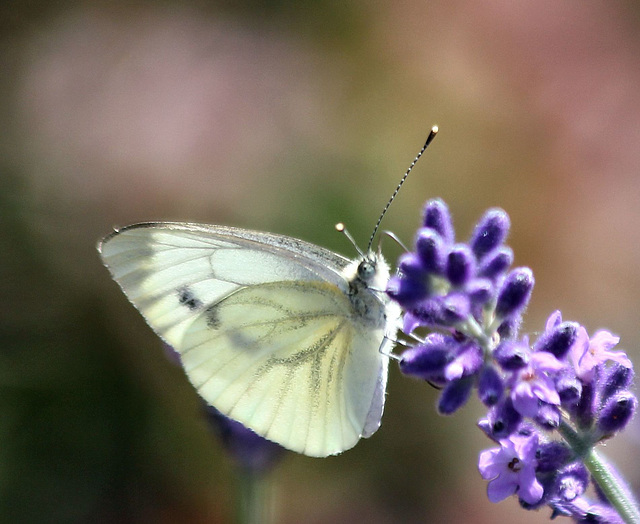 Schmetterling an unserem Lavendel