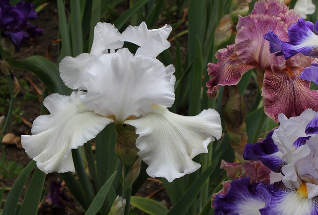 Iris blanc (2)
