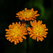 Orange Hawkweed / Hieracium aurantiacum