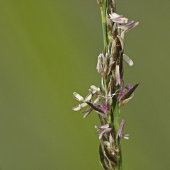 Soft-leaf Muhly grass / Muhlenbergia richardsonis