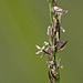 Soft-leaf Muhly grass / Muhlenbergia richardsonis