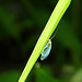 Lacewing / Chrysopidae sp.