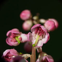 Pink Wintergreen / Pyrola asarifolia