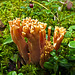 A different Coral Fungus