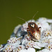 Tarnished Plant Bug / Lygus lineolaris