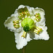 One-flowered Wintergreen / Moneses uniflora
