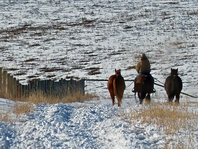 A cowboy and his horses