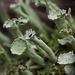 Cladonia Lichen sp.