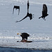 Acrobatic Crows