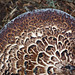 Edge of a Scaly Hedgehog fungus