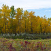 Fall colours near the Bow River