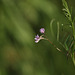 Smooth tare (Vicia tetrasperma)