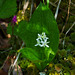 Three-leaved Solomon's-seal / Maianthemum trifolium
