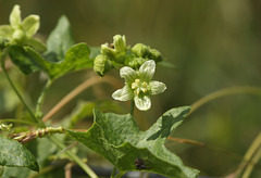 White bryony (Bryonia cretica ssp dioica)