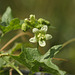 White bryony (Bryonia cretica ssp dioica)