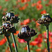 What kind of Poppies?  Hens & Chicks Poppies : )