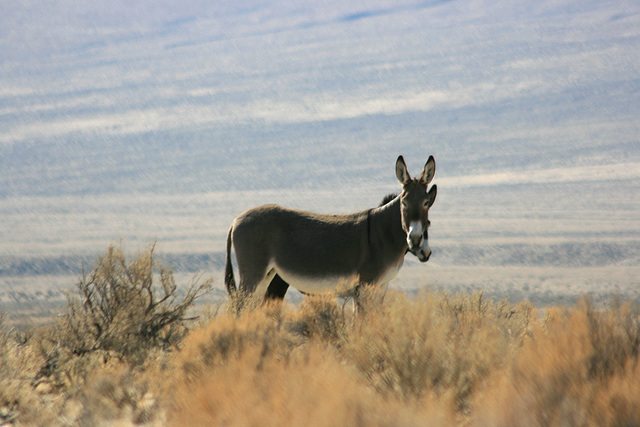 Feral burros