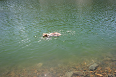 Jill swimming